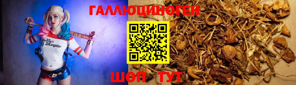 Галлюциногенные грибы Cubensis  Вход с VPN  Урус-Мартан 